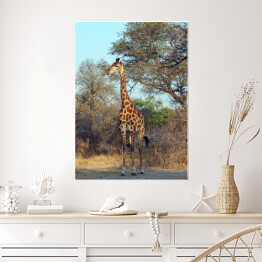 Plakat samoprzylepny Żyrafa przy drzewie