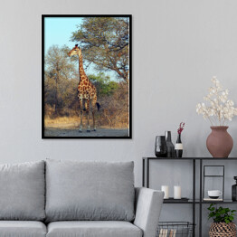 Plakat w ramie Żyrafa przy drzewie