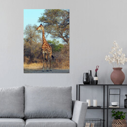 Plakat Żyrafa przy drzewie