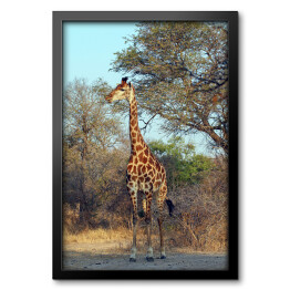 Obraz w ramie Żyrafa przy drzewie