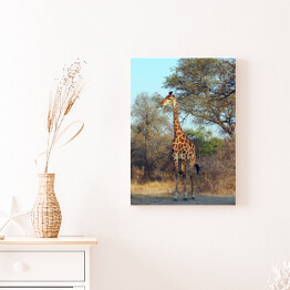Obraz na płótnie Żyrafa przy drzewie