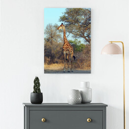 Obraz na płótnie Żyrafa przy drzewie