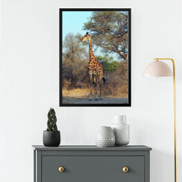 Obraz w ramie Żyrafa przy drzewie