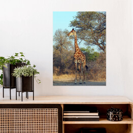 Plakat samoprzylepny Żyrafa przy drzewie