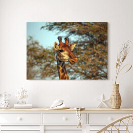 Obraz na płótnie Żyrafa na tle korony drzewa
