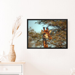 Obraz w ramie Żyrafa na tle korony drzewa