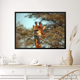 Obraz w ramie Żyrafa na tle korony drzewa