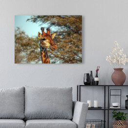Obraz na płótnie Żyrafa na tle korony drzewa