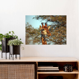 Plakat Żyrafa na tle korony drzewa