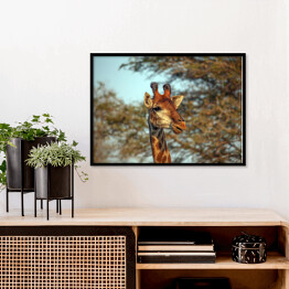 Plakat w ramie Żyrafa na tle korony drzewa