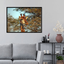 Plakat w ramie Żyrafa na tle korony drzewa