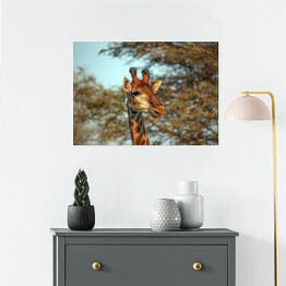 Plakat samoprzylepny Żyrafa na tle korony drzewa