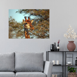 Plakat Żyrafa na tle korony drzewa