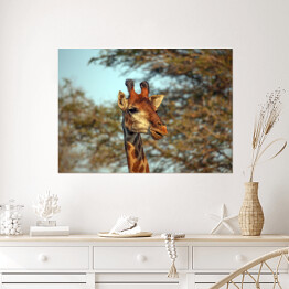 Plakat samoprzylepny Żyrafa na tle korony drzewa
