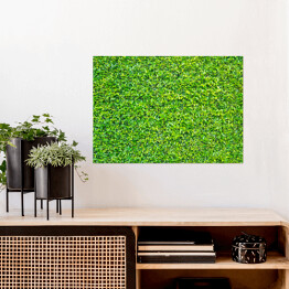Plakat samoprzylepny Zielone liście - tło