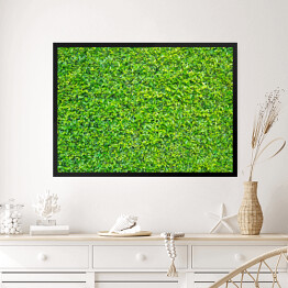 Obraz w ramie Zielone liście - tło