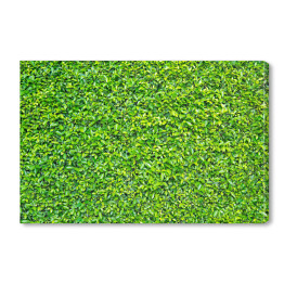 Obraz na płótnie Zielone liście - tło