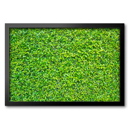 Obraz w ramie Zielone liście - tło