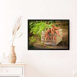 Obraz w ramie Świeża marchewka w starym drewnianym pudełku
