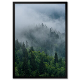 Plakat w ramie Wierzchołki drzew we mgle zakrywające las