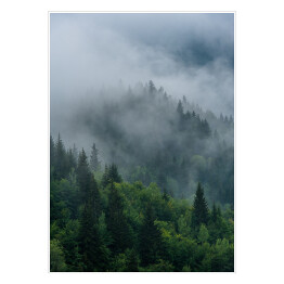 Plakat Wierzchołki drzew we mgle zakrywające las