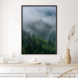 Plakat w ramie Wierzchołki drzew we mgle zakrywające las
