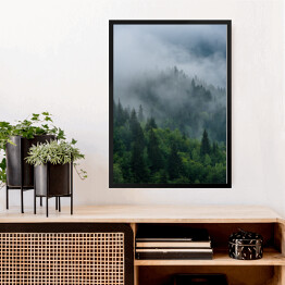 Obraz w ramie Wierzchołki drzew we mgle zakrywające las