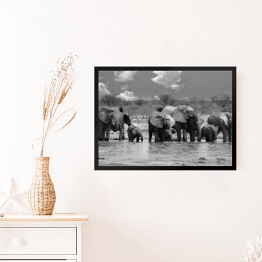 Obraz w ramie Panorama stada słoni przy wodopoju - Narodowy Park Etosha, Namibia