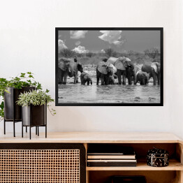 Obraz w ramie Panorama stada słoni przy wodopoju - Narodowy Park Etosha, Namibia