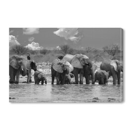 Panorama stada słoni przy wodopoju - Narodowy Park Etosha, Namibia