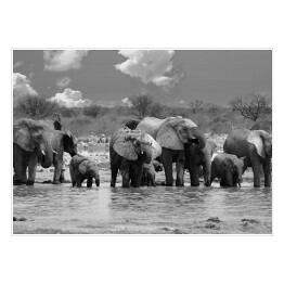 Plakat samoprzylepny Panorama stada słoni przy wodopoju - Narodowy Park Etosha, Namibia