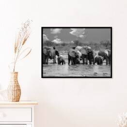 Plakat w ramie Panorama stada słoni przy wodopoju - Narodowy Park Etosha, Namibia