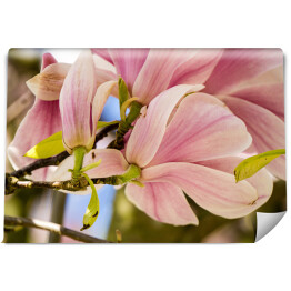 Duże kwiaty magnolii
