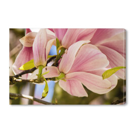 Obraz na płótnie Duże kwiaty magnolii