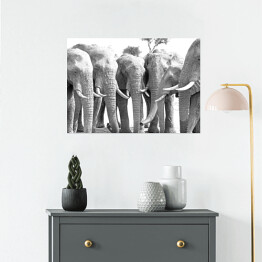 Plakat Stado słoni ustawionych w prostej linii przy wodopoju 