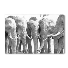 Obraz na płótnie Stado słoni ustawionych w prostej linii przy wodopoju 