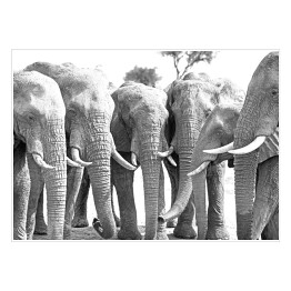 Plakat samoprzylepny Stado słoni ustawionych w prostej linii przy wodopoju 