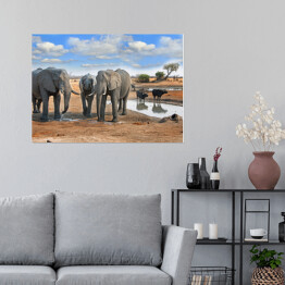 Słonie i bizony przy wodopoju, Zimbabwe
