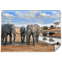 Fototapeta Słonie i bizony przy wodopoju, Zimbabwe