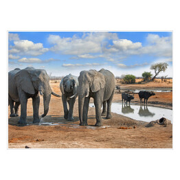Słonie i bizony przy wodopoju, Zimbabwe