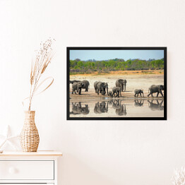 Obraz w ramie Słonie obok wodopoju w Hwange
