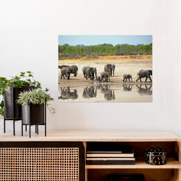 Plakat samoprzylepny Słonie obok wodopoju w Hwange