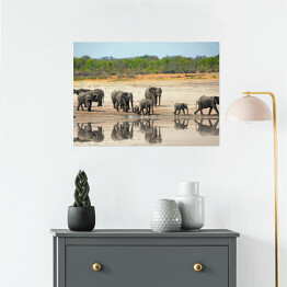 Plakat samoprzylepny Słonie obok wodopoju w Hwange