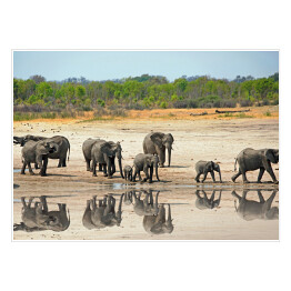 Słonie obok wodopoju w Hwange