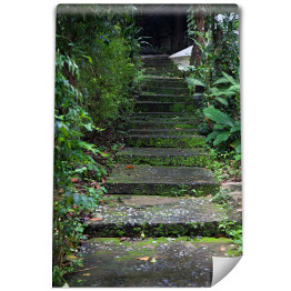 Fototapeta Stare schody z mchem wśród drzew