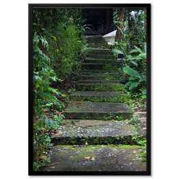 Plakat w ramie Stare schody z mchem wśród drzew
