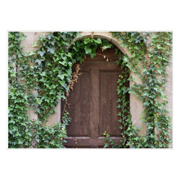 Stare drewniane drzwi z bluszczem
