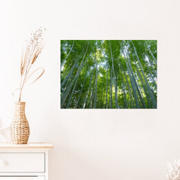 Plakat Góra Kyoto, Japonia - bambusowy las