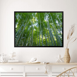 Obraz w ramie Góra Kyoto, Japonia - bambusowy las