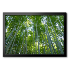 Obraz w ramie Góra Kyoto, Japonia - bambusowy las
